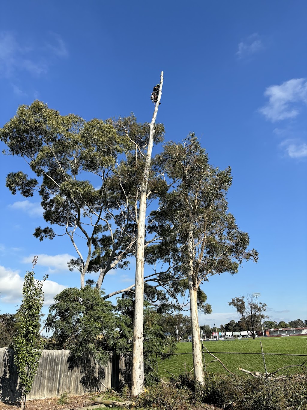Davidson’s Tree Services | 22 Tynong Rd, Tynong VIC 3813, Australia | Phone: 0401 530 073