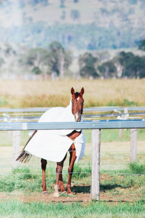 Chartwell spelling and agistment | 1546 Mount Walker W Rd, Merryvale QLD 4340, Australia | Phone: 0476 128 212