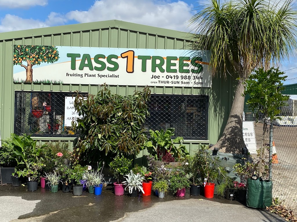 Tass 1 Trees | 166 Wilson Rd, Middle Swan WA 6056, Australia | Phone: 0419 988 344