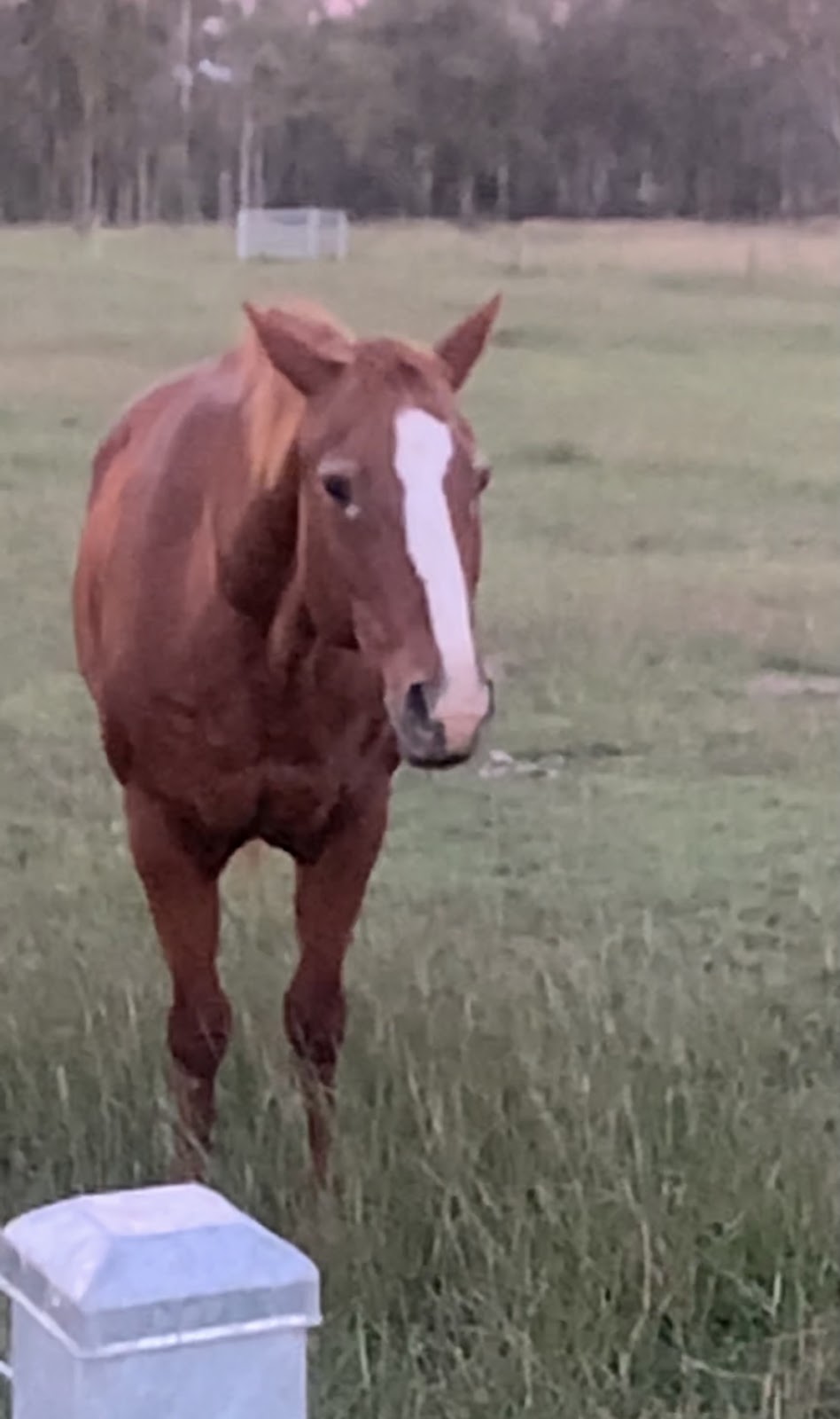 Friendship Horses |  | 123 George St, Nanango QLD 4615, Australia | 0407988179 OR +61 407 988 179