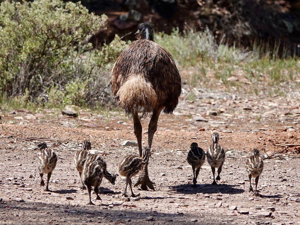 FLINDERS EXPERIENCE 4WD TOURS, |  | 6 Railway Terrace, Quorn SA 5433, Australia | 0466079499 OR +61 466 079 499