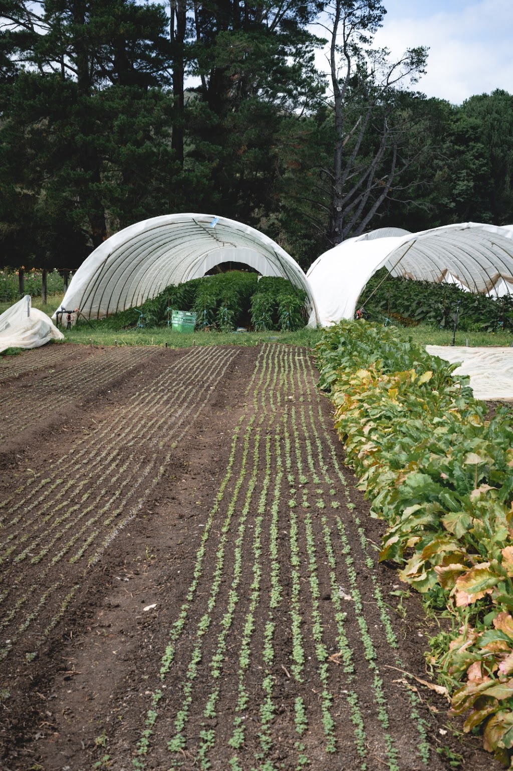 Five Tales Farm | 3525 Yarra Junction-Noojee Rd, Piedmont VIC 3833, Australia | Phone: 0466 979 331 Five Tales Farm | 3525 Yarra Junction-Noojee Rd, Piedmont VIC 3833, Australia | Phone: 0466 979 331