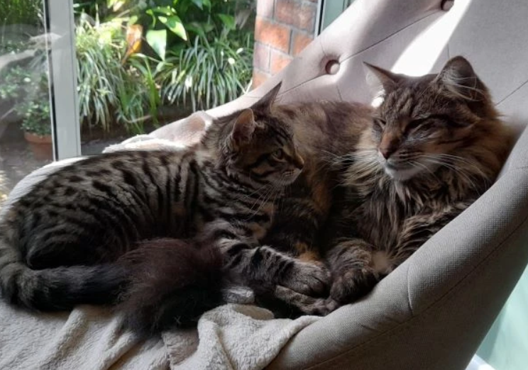 Kats Cat Care | 56 Terrymont Rd, Warrimoo NSW 2774, Australia | Phone: 0423 077 882