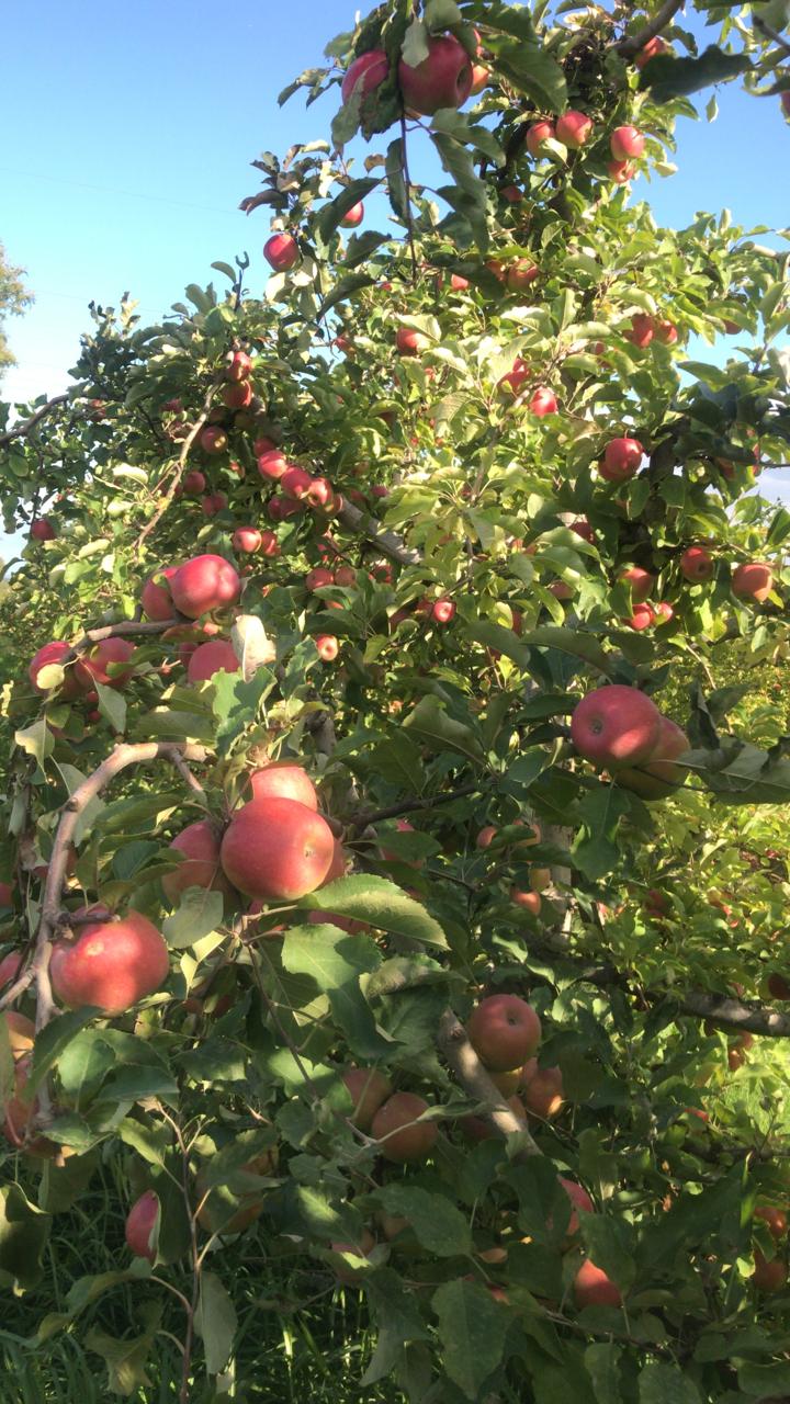 Bellevue Orchard and Summer Snow Juice | 544 Brown Rd, Officer VIC 3809, Australia | Phone: (03) 5943 2390