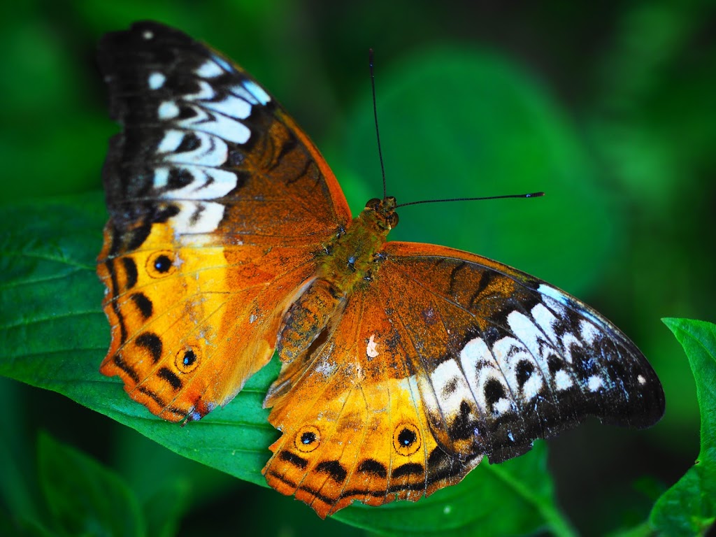 Australian Butterfly Sanctuary | 8 Rob Veivers Dr, Kuranda QLD 4881, Australia | Phone: (07) 4093 7575