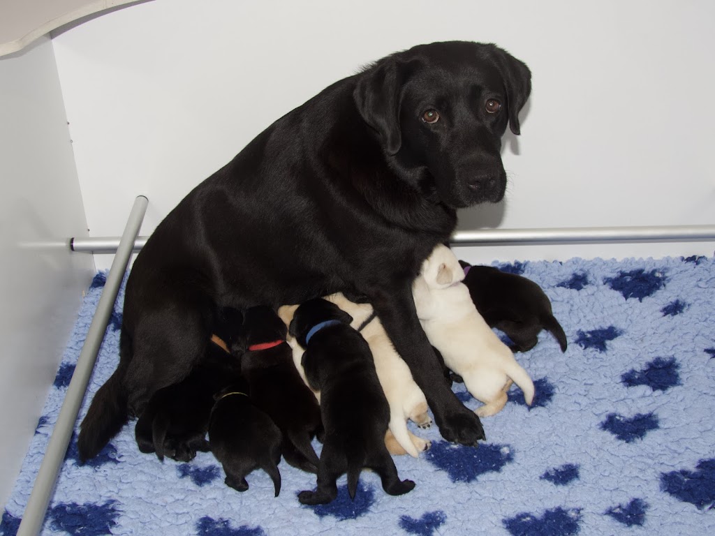 Dowlfalls Labradors | 102 Dowlings Falls Rd, Toorooka NSW 2440, Australia | Phone: 0428 671 252