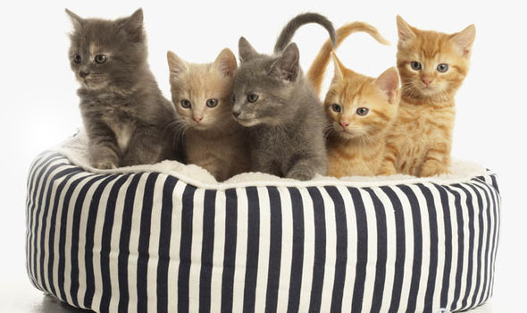 Top Cat Boarding | veterinary care | 25 Richardson Rd, Willyaroo SA 5255, Australia | 0885362539 OR +61 8 8536 2539