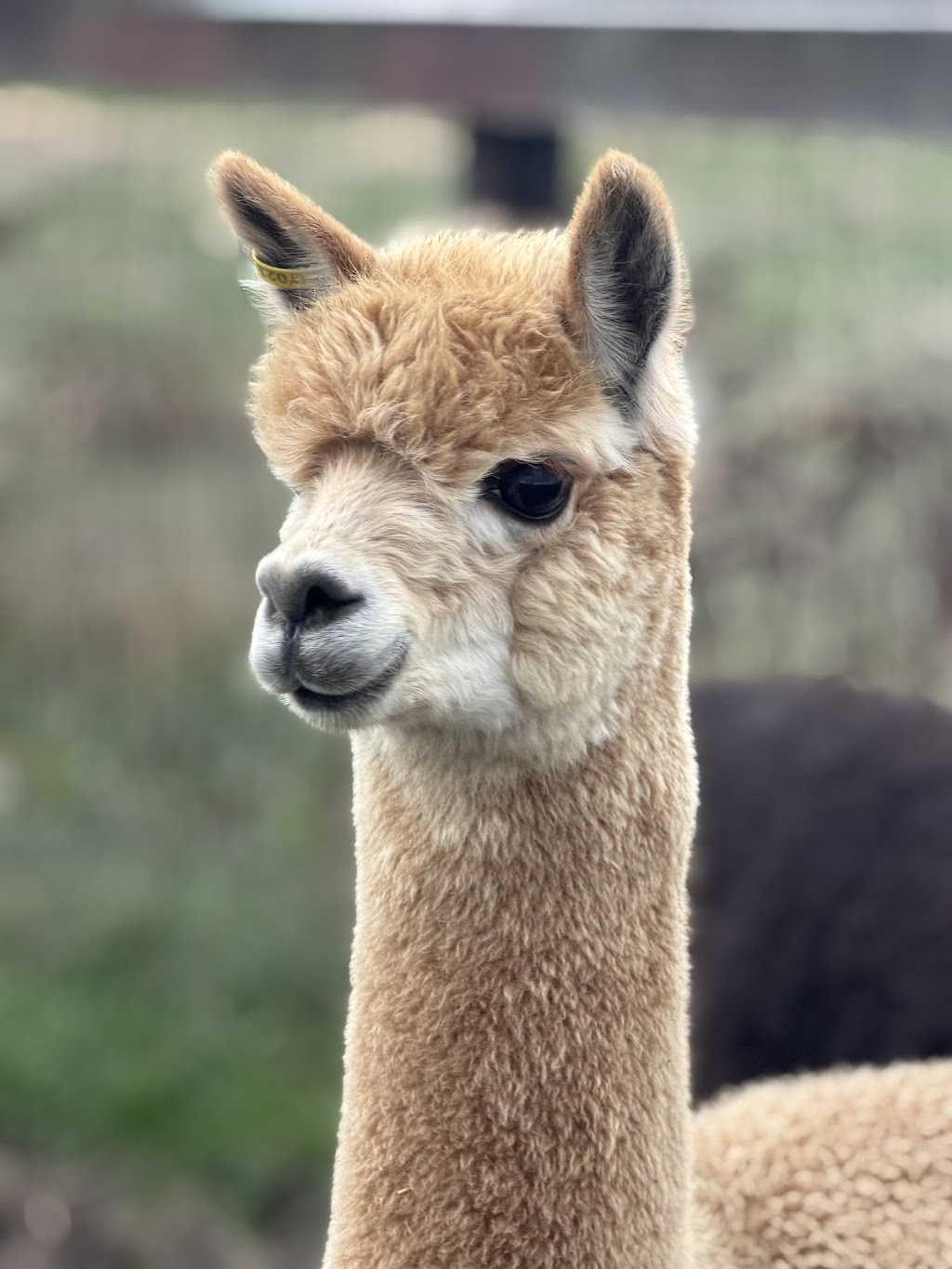 Lalirra Yellingbo Alpacas | Taylor Rd, Yellingbo VIC 3139, Australia | Phone: 0403 725 742