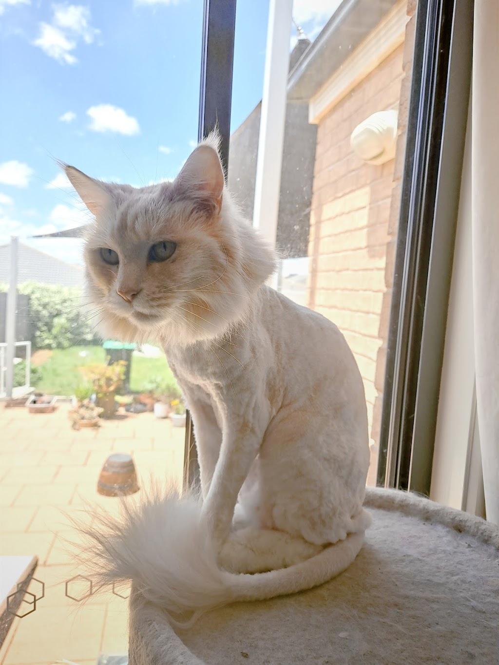Kitten-Caboodle cat grooming salon |  | 50 Hewlett Cct, Florey ACT 2617, Australia | 0424567526 OR +61 424 567 526