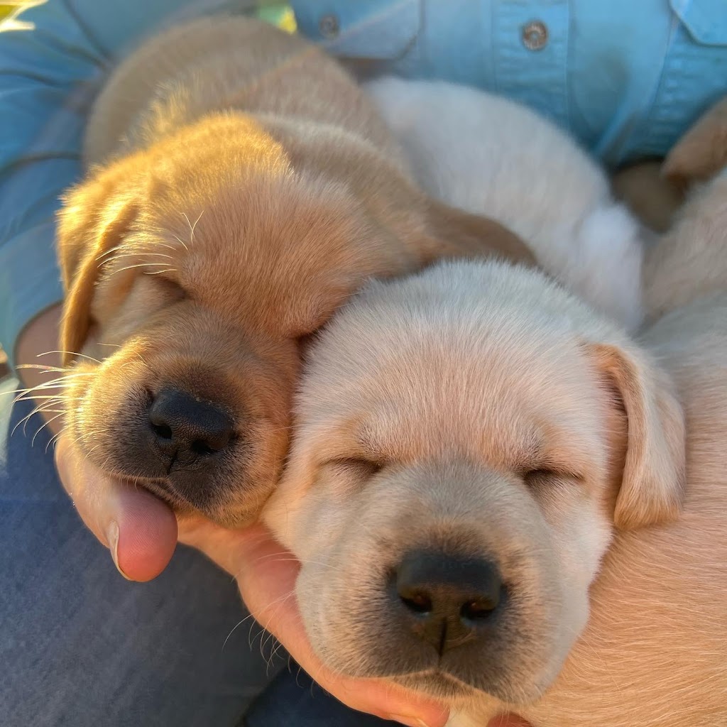 Haleana Labradors | Belubula Way, Canowindra NSW 2804, Australia | Phone: 0433 636 285