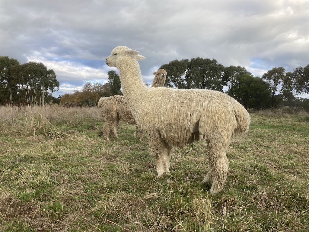 Rugged Cross Farm | 65 Irrewillipe-Pirron Yallock Rd, Irrewillipe VIC 3249, Australia | Phone: (03) 5235 3340