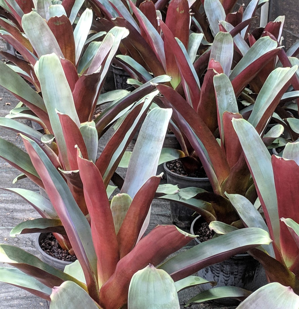 Bromeliad Garden Nursery | 24 Harrisons La, Glenorie NSW 2157, Australia | Phone: (02) 9652 1140