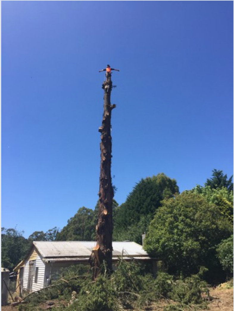 All Your Tree Needs |  | 135 Vincent St, Daylesford VIC 3460, Australia | 0429969885 OR +61 429 969 885