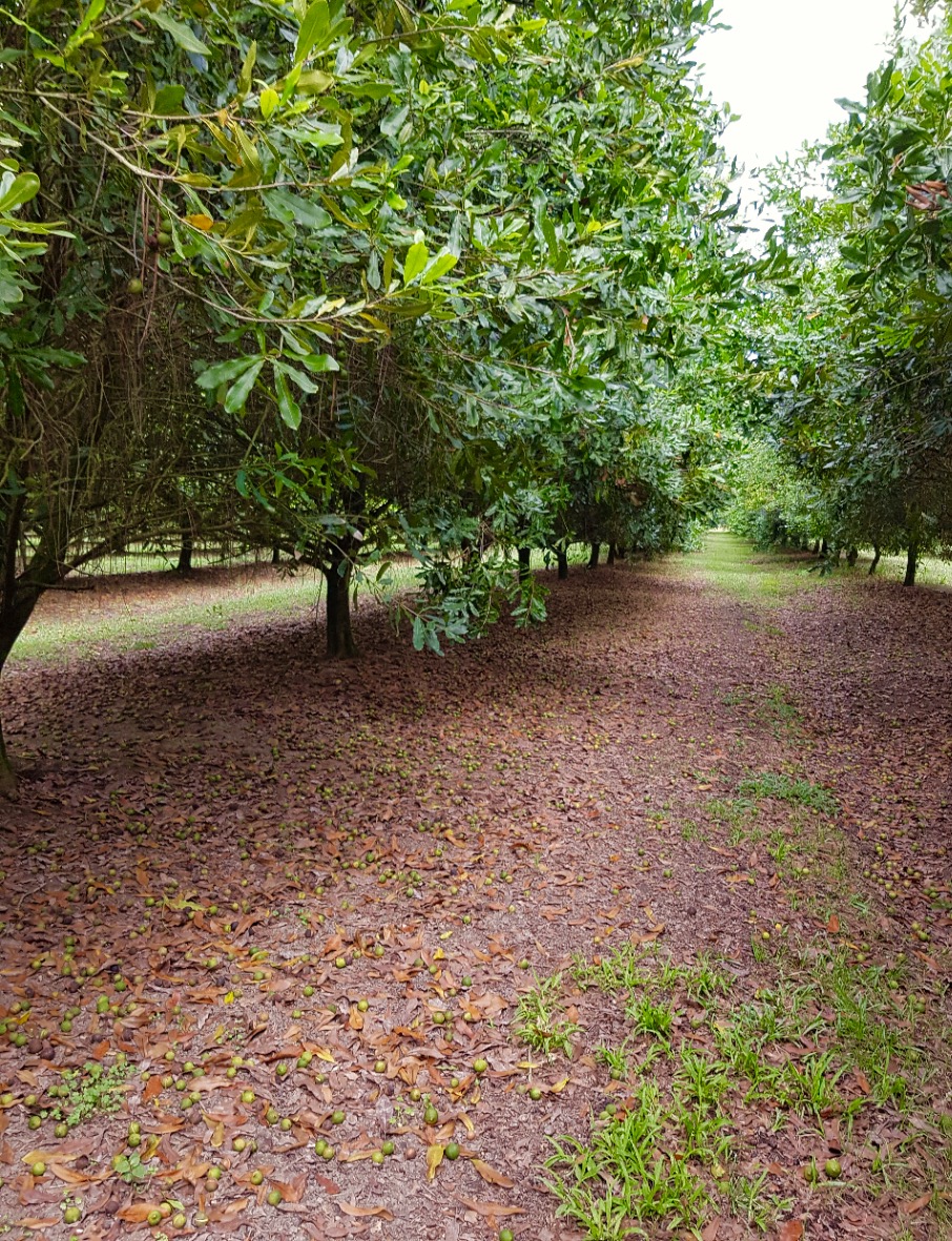 Waila Macadamias farm | 328 Mororo Rd, Mororo NSW 2469, Australia | Phone: 0416 281 248