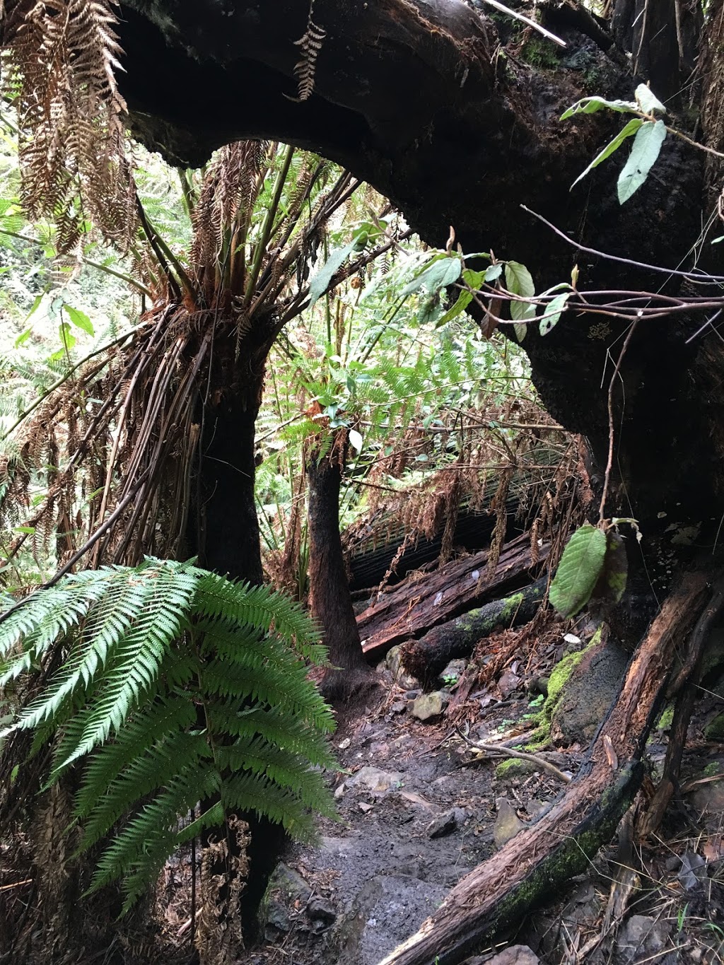 Wombelano Falls Carpark | Captains Creek Rd, Kinglake Central VIC 3757, Australia | Phone: 13 19 63