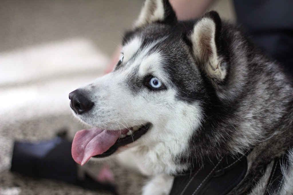 Southpaws Specialty Surgery for Animals PTY LTD | 3 Roper St, Moorabbin VIC 3189, Australia | Phone: (03) 9553 1775