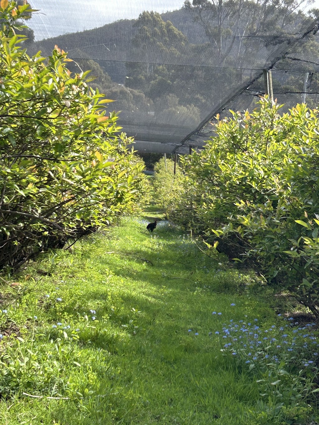 Cedarwood Blueberries | 371 Nierinna Rd, Margate TAS 7054, Australia | Phone: 0488 013 293