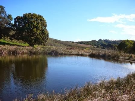 Blueberry Fields | 769 Fernleigh Rd, Brooklet NSW 2479, Australia | Phone: (02) 6687 8114