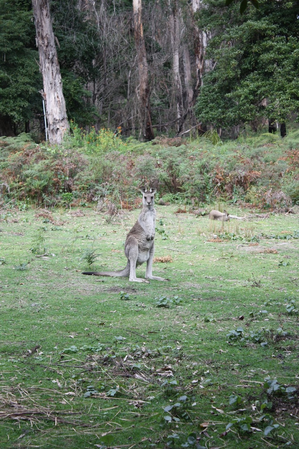 Davidson Whaling Station | park | Edrom NSW 2551, Australia