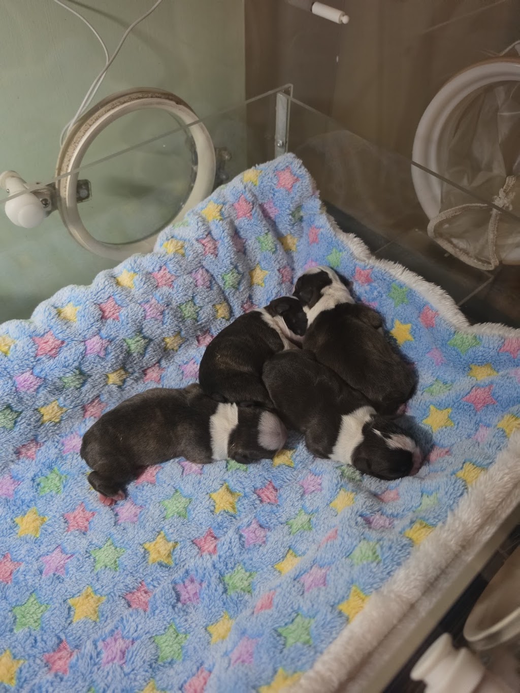 Shebos Boston Terriers | 249 Dalwood Rd, Leconfield NSW 2335, Australia | Phone: 0408 665 537