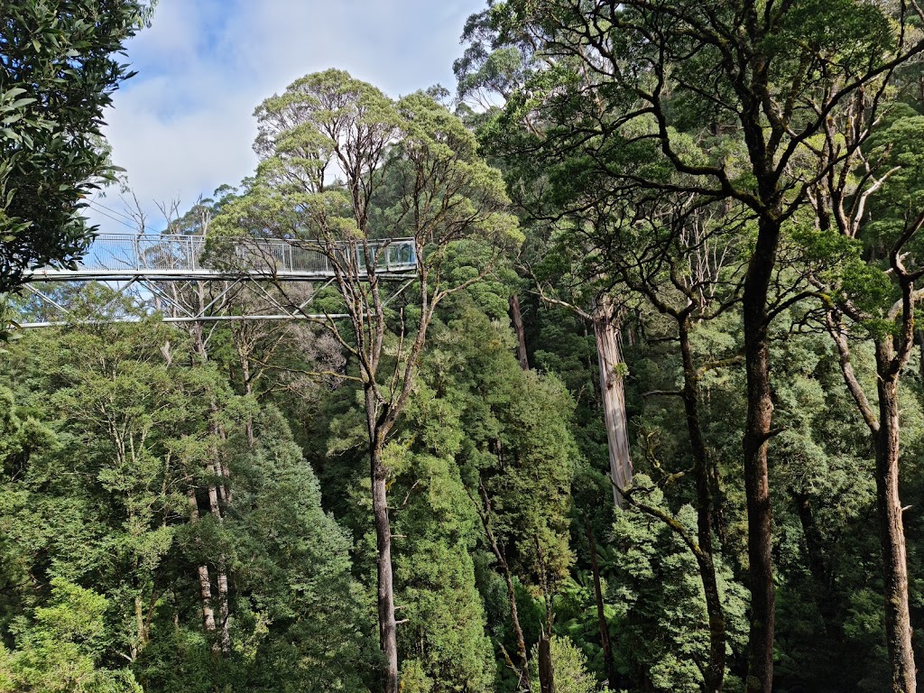 Otway Fly Treetop Adventures | 360 Phillips Track Beech Forest, Weeaproinah VIC 3237, Australia | Phone: (03) 5235 9200