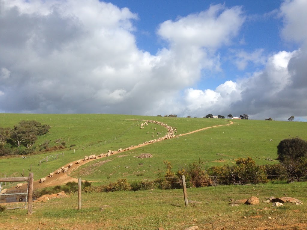 Waitpinga Farm Quad Bike Adventures | 1161 Waitpinga Rd, Waitpinga SA 5211, Australia | Phone: (08) 8552 3558