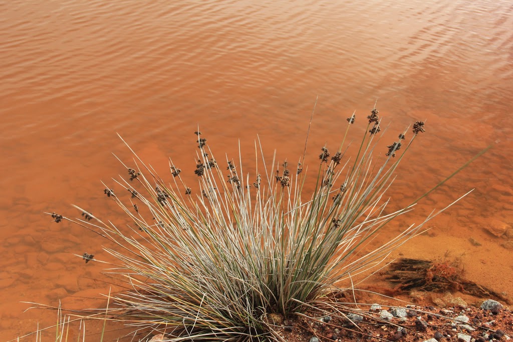 Pink Lake of Quairading, Australia | travel agency | Bruce Rock-Quairading Rd, Badjaling WA 6383, Australia