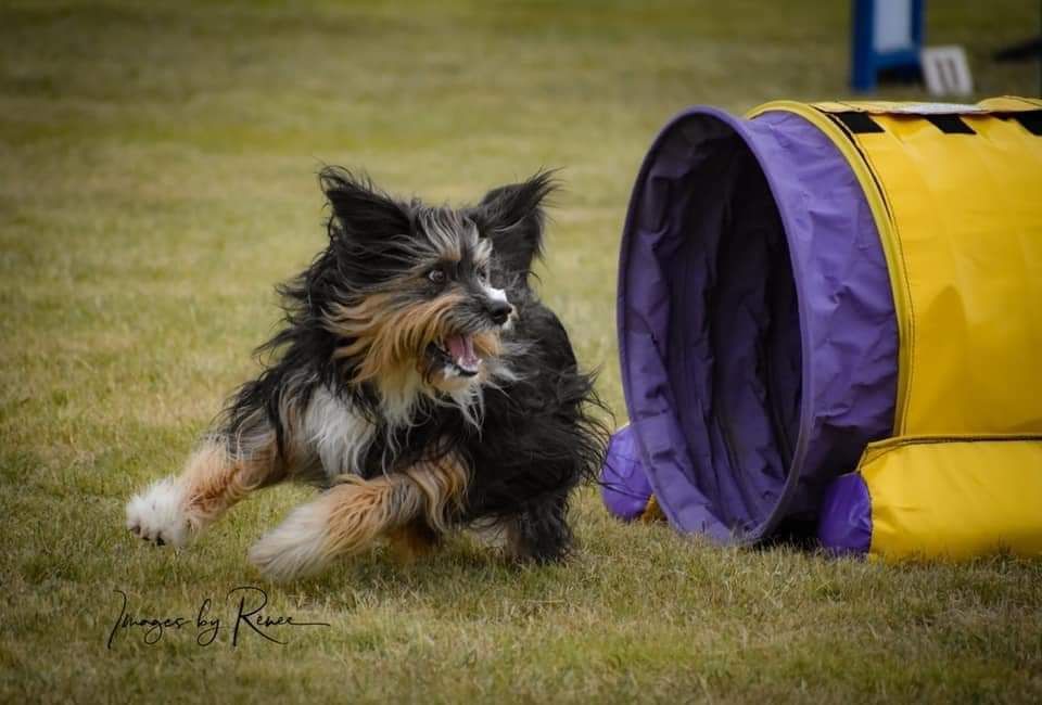 Synergy Canine Wellness and Training | 95 Bengworden Rd, Bairnsdale VIC 3875, Australia | Phone: 0407 526 993