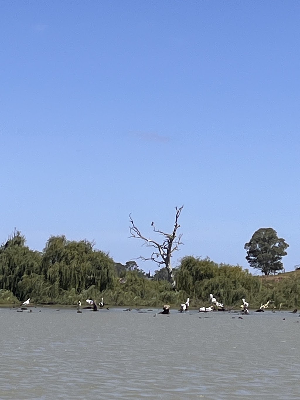 Elfin Houseboat | 100 Roper Rd, Murray Bridge SA 5253, Australia | Phone: 0417 812 529