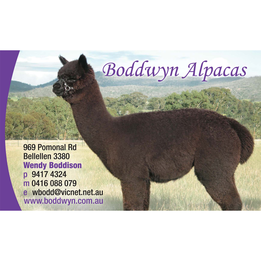 Boddwyn Alpacas | 969 Pomonal Rd, Bellellen VIC 3380, Australia | Phone: 0416 088 079
