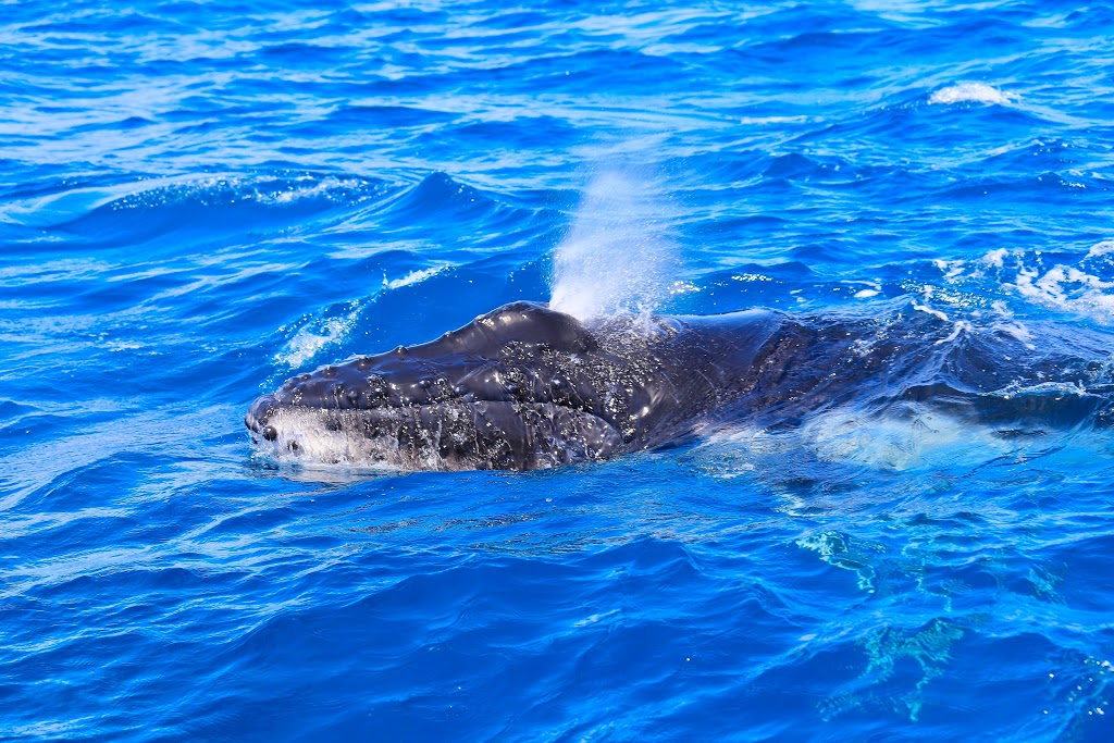Pacific Whale Foundation Australia | Great Sandy Straits Marina Urangan Hervey Bay, Shop 4 Buccaneer Dr, Urangan QLD 4655, Australia | Phone: 1800 454 310