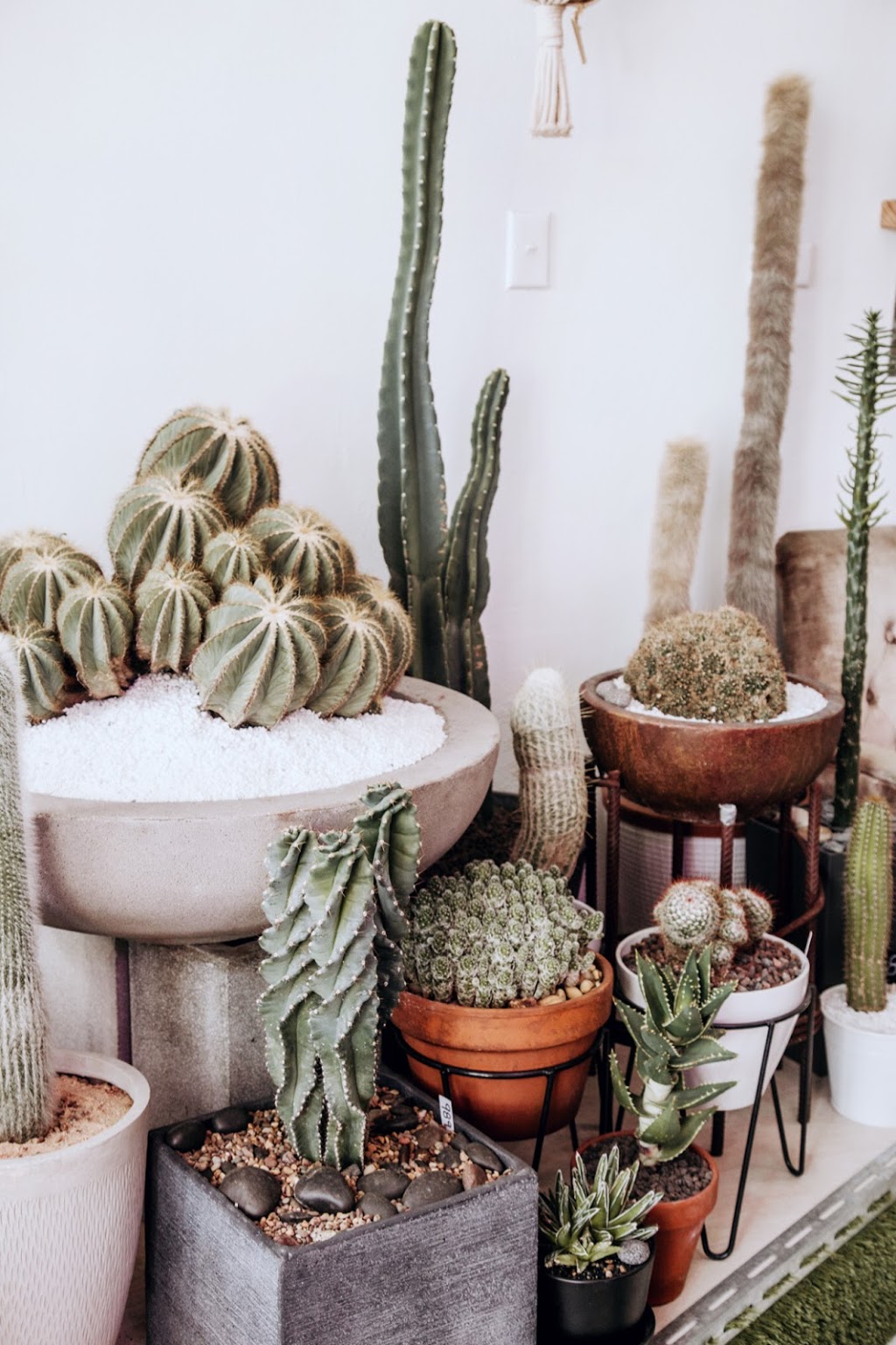 Cactus Vision | florist | 1437 Botany Rd, Botany NSW 2019, Australia | 0401745405 OR +61 401 745 405