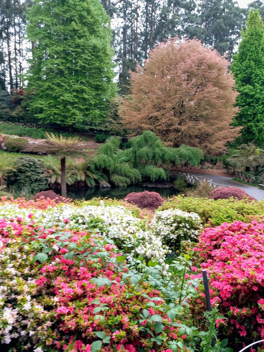 Mist@Olinda | Dandenong Ranges Botanic Garden, Olinda VIC 3788, Australia | Phone: 0451 111 139