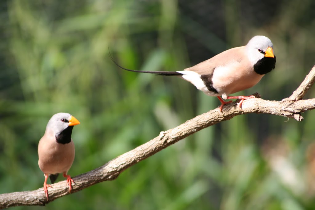 Broken Head Aviaries | pet store | 21 Sugar Cane Rd, Broken Head NSW 2481, Australia | 0266877588 OR +61 2 6687 7588