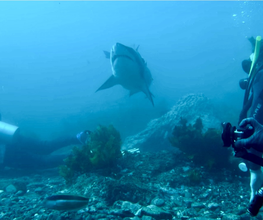 Beneath The Bay | Hanging Rock Boat Ramp, Batemans Bay NSW 2536, Australia | Phone: 0405 838 957
