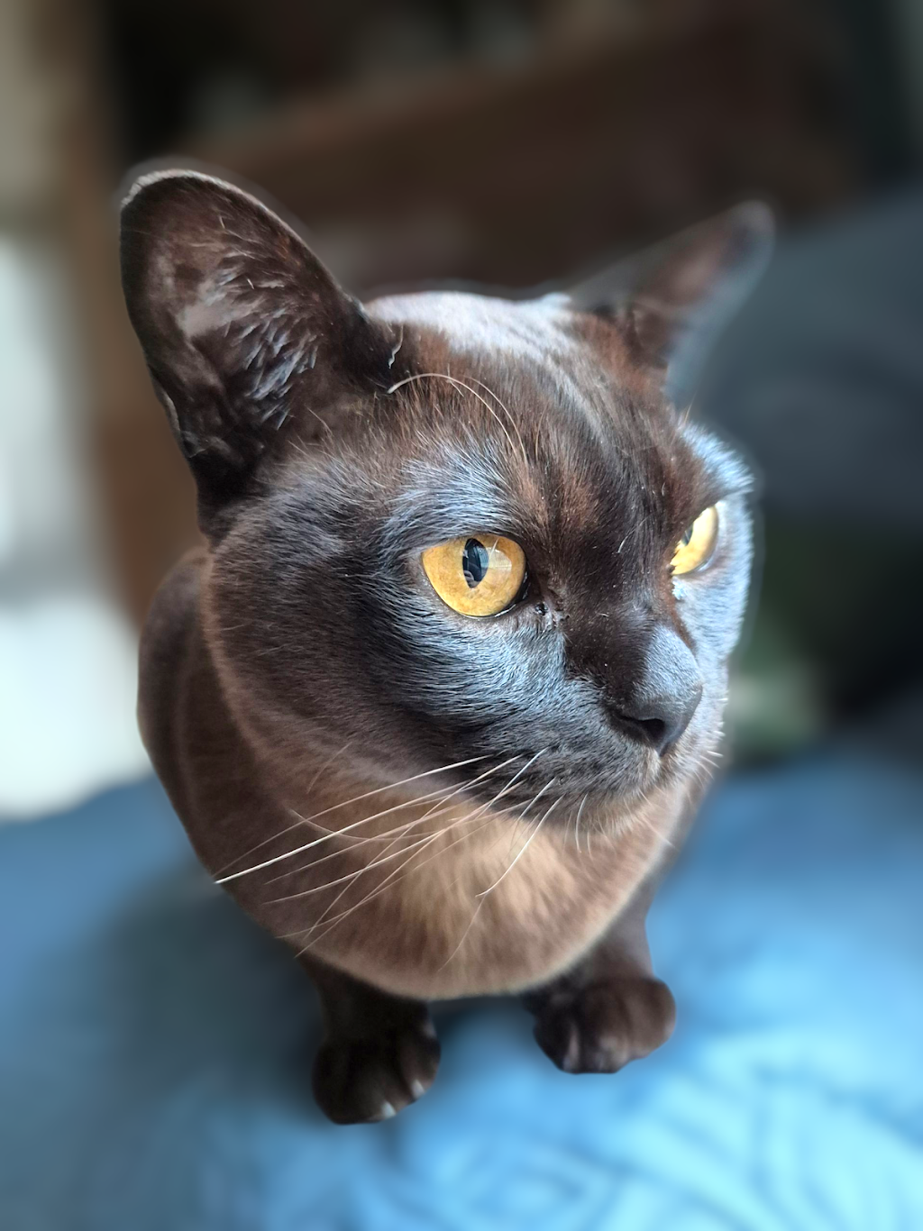 SWIFTII Pet Minding | 47 Minjerriba Rd, Russell Island QLD 4184, Australia | Phone: 0403 232 544