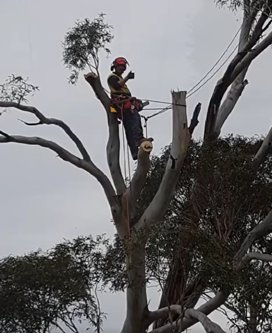 GTS TREE SERVICES pty ltd | 40 Robinson St, Goulburn NSW 2580, Australia | Phone: 0411 551 961