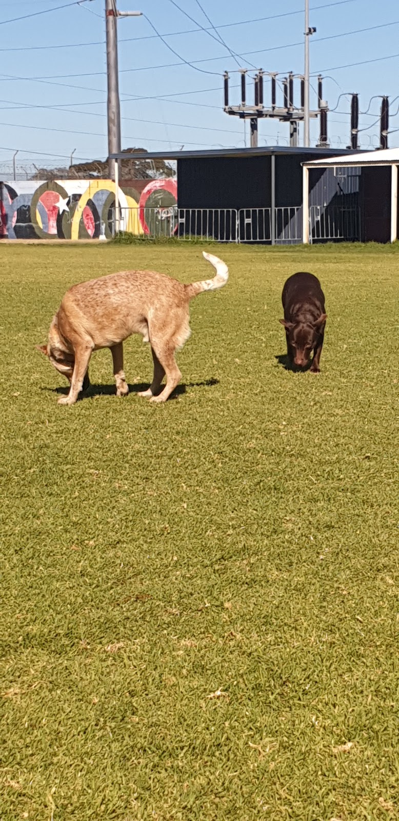 Edwards Park Dog Exercise Area | park | 26 Wittenoom St, Piccadilly WA 6430, Australia