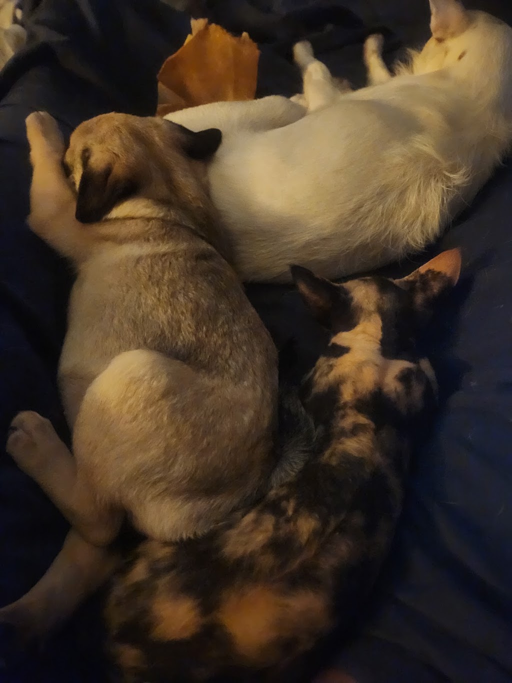 Kazzablanka Kennels and Kattery | Heritage Rd, Rubyvale QLD 4702, Australia | Phone: 0424 671 511