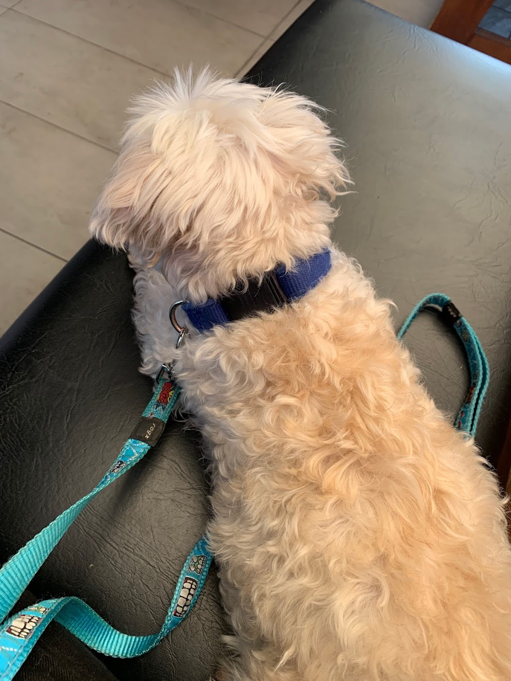 Perfection Pet Services | 15 Margaret St, Alexandra Hills QLD 4161, Australia | Phone: 0407 122 139