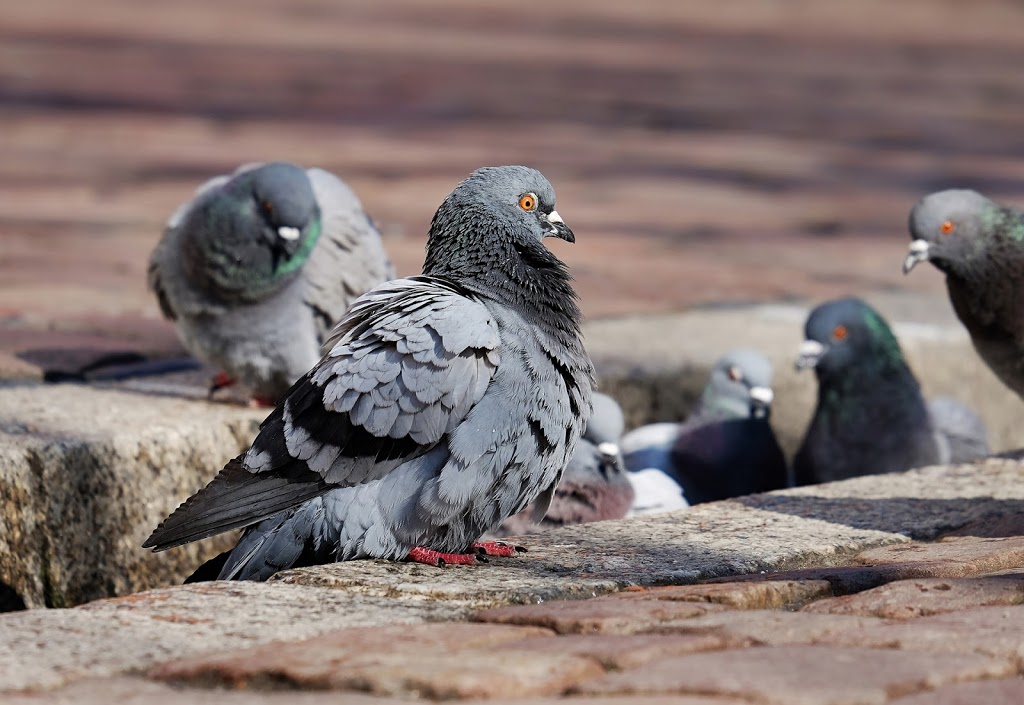 Bird Control Sydney, Bird Removals Sydney and Pest Control - Exp | home goods store | Unit 12/1 Anderson St, Neutral Bay NSW 2000, Australia | 0408226446 OR +61 408 226 446