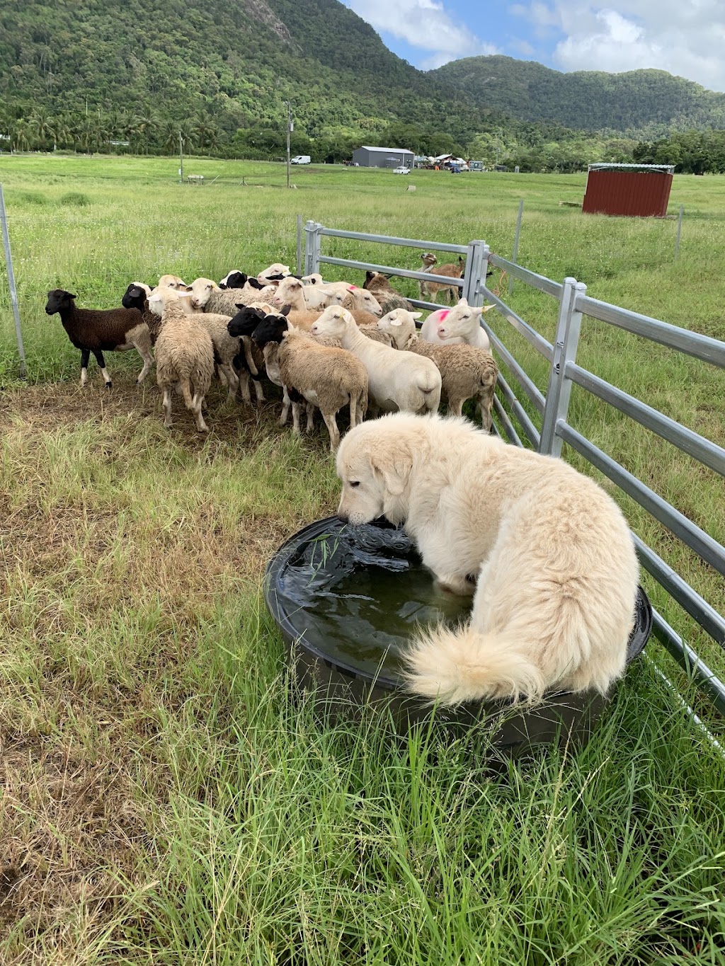 Mount Jukes Family Farm | 1000 Kuttabul Mount Jukes Rd, Mount Jukes QLD 4740, Australia | Phone: 0417 928 099