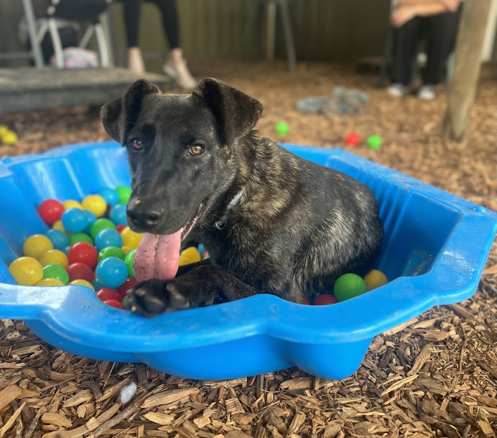 Happy Paws Happy Hearts | Wonnarua Country, Hunter Valley Animal Facility and Rehoming Centre, 1 Neath Rd, Neath NSW 2326, Australia | Phone: 1300 077 984