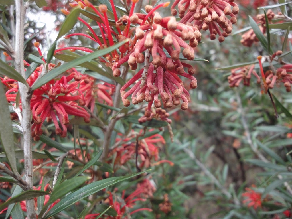 Blue Gum Forest Nursery | 285 Korumburra-Warragul Rd, Korumburra VIC 3950, Australia | Phone: 0408 595 450