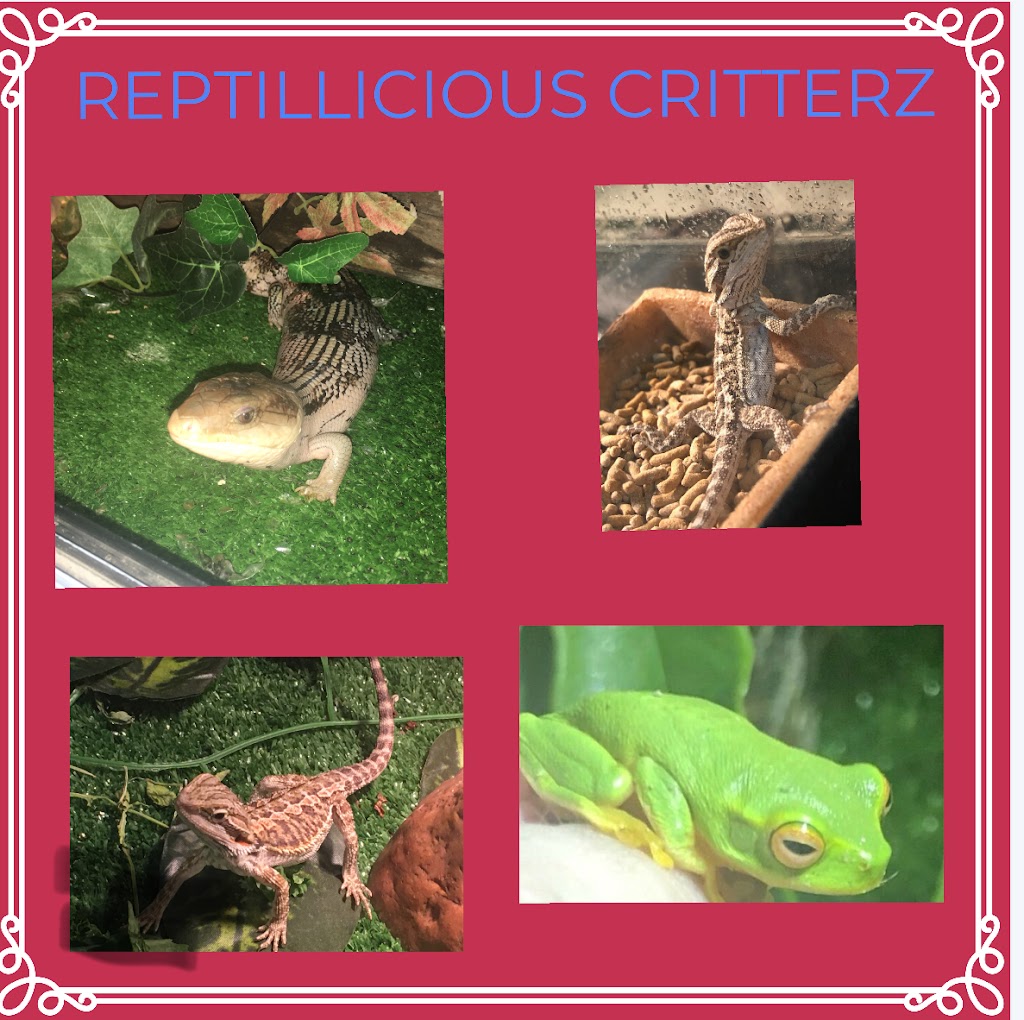Reptillicious Critterz | pet store | 7 Coventry Ct, Kippa-Ring QLD 4021, Australia | 0481764491 OR +61 481 764 491