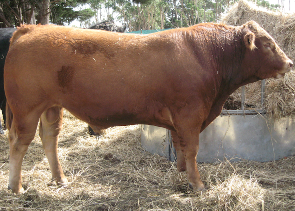 Otway Felix Limousin Stud | 165 Whytcross Ln, Birregurra VIC 3242, Australia | Phone: 0438 289 119