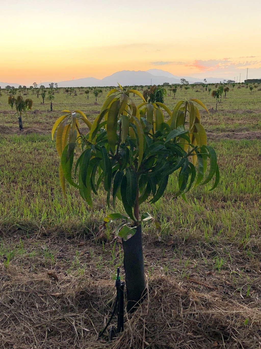 Whittos Nursery Grafted Mango Trees | 4 Andersons Ln, Bowen QLD 4805, Australia | Phone: 0400 953 313