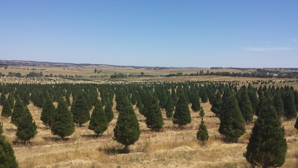 Santas Shaped Christmas Trees | 4144 Gundaroo Rd, Gundaroo NSW 2620, Australia | Phone: (02) 6236 8246