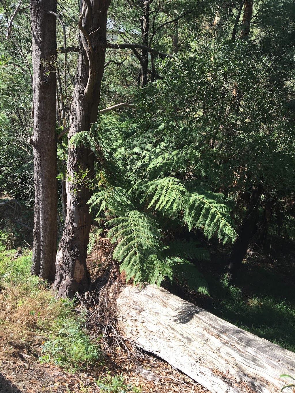 Clematis Bushland Reserve | park | 60 Monbulk Rd, Belgrave VIC 3160, Australia