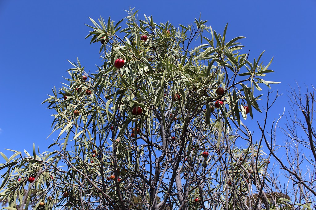 Quandong Farm | Lot 21 Horsington Dr, Broken Hill NSW 2880, Australia | Phone: 0429 929 077